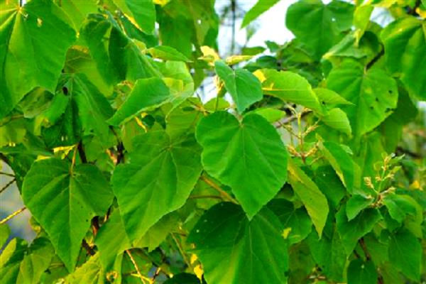 生长最快的树，有毛竹、桉树等