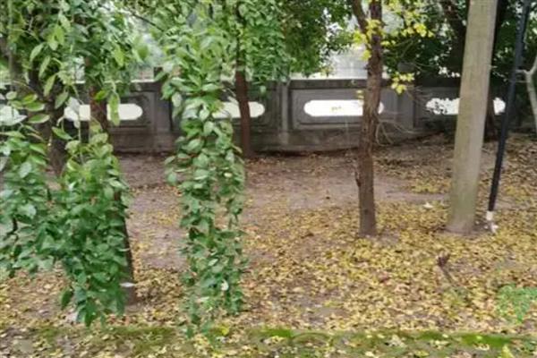 生长最快的树，有毛竹、桉树等