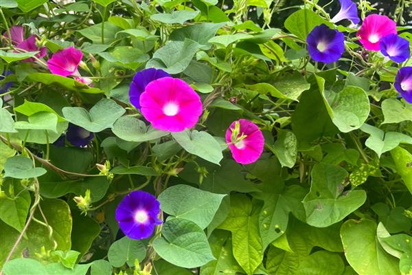 牵牛花的特点,花冠呈漏斗状