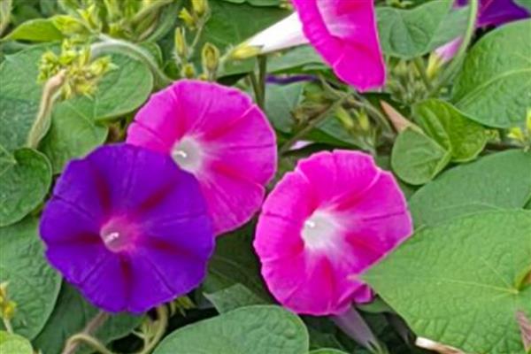 牵牛花的特点,花冠呈漏斗状