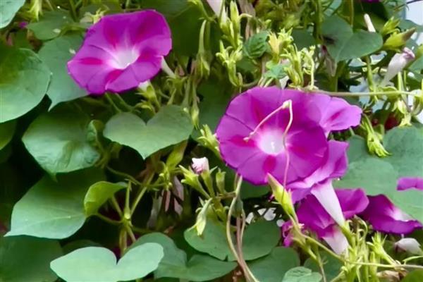 牵牛花的特点,花冠呈漏斗状