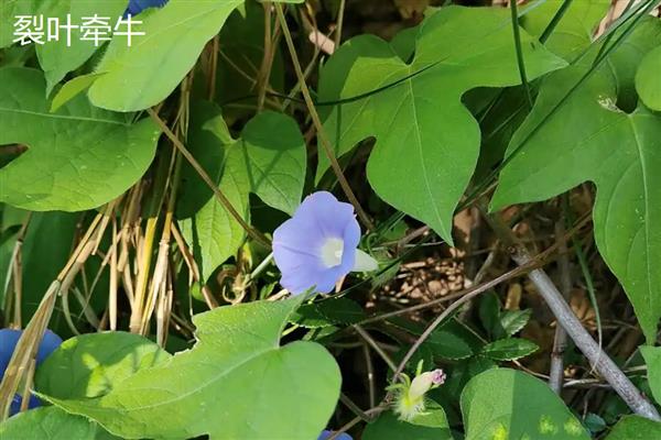 牵牛花的特点,花冠呈漏斗状