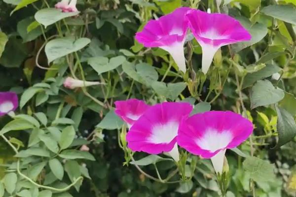 牵牛花的特点,花冠呈漏斗状