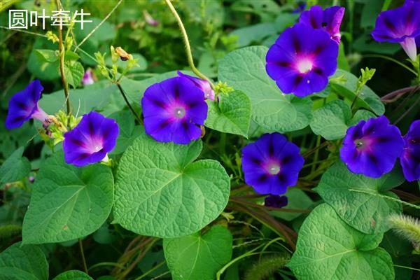 牵牛花的特点,花冠呈漏斗状