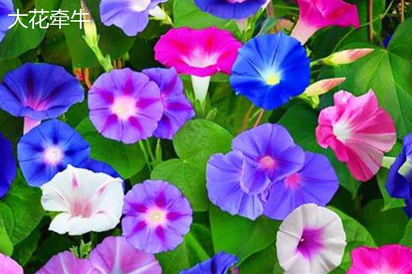 牵牛花的特点,花冠呈漏斗状