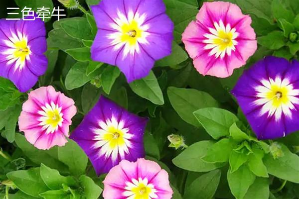 牵牛花的特点,花冠呈漏斗状