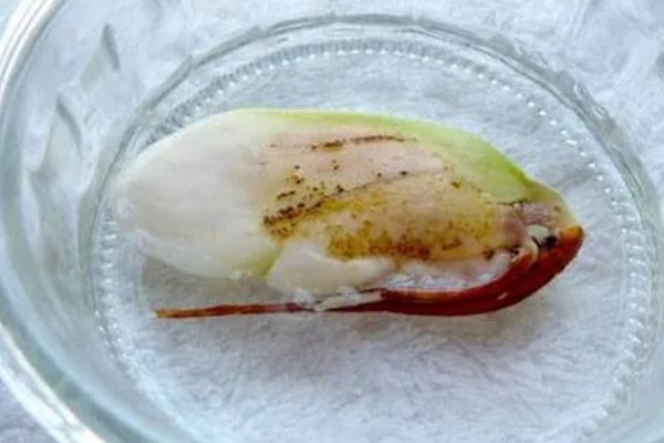 芒果核里的籽怎么种植，先将核放置在太阳下晾晒干燥