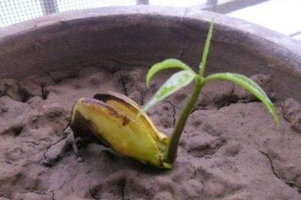 芒果核里的籽怎么种植，先将核放置在太阳下晾晒干燥