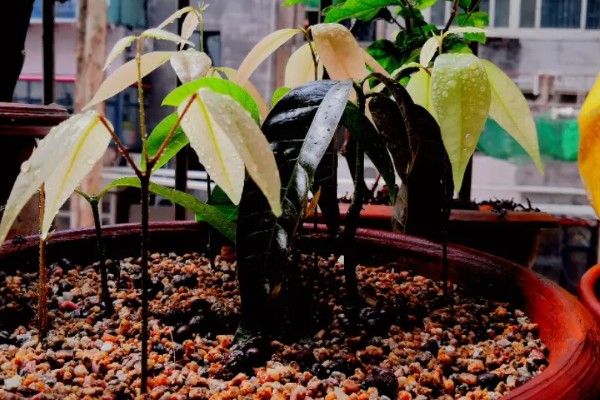 芒果核里的籽怎么种植，先将核放置在太阳下晾晒干燥