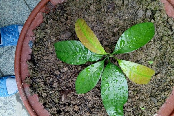 芒果核里的籽怎么种植，先将核放置在太阳下晾晒干燥