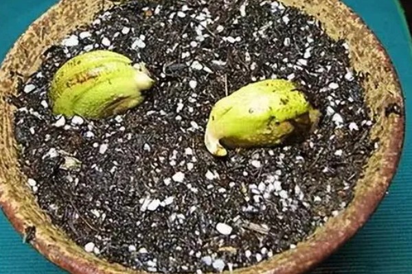 芒果核里的籽怎么种植，先将核放置在太阳下晾晒干燥