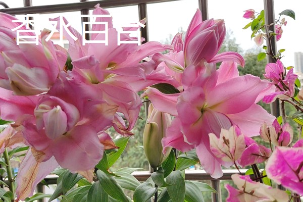 百合花有什么品种,山丹百合、卷丹百合等品种很常见