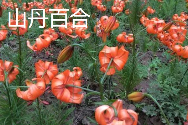 百合花有什么品种,山丹百合、卷丹百合等品种很常见