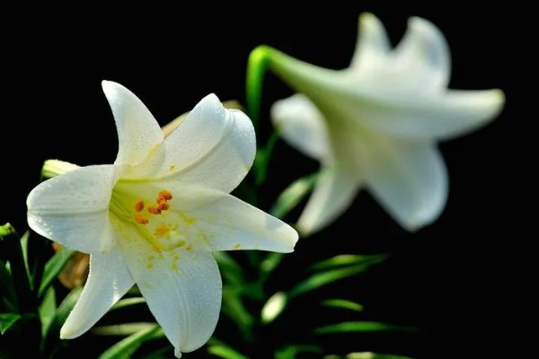 百合花有什么品种,山丹百合、卷丹百合等品种很常见