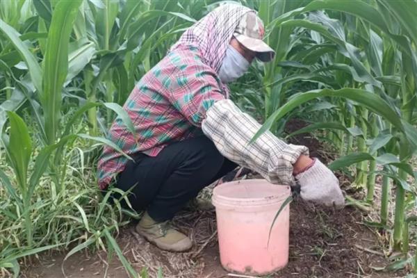 黑玉米怎么种植，拔节期、抽穗期等时期都要追肥