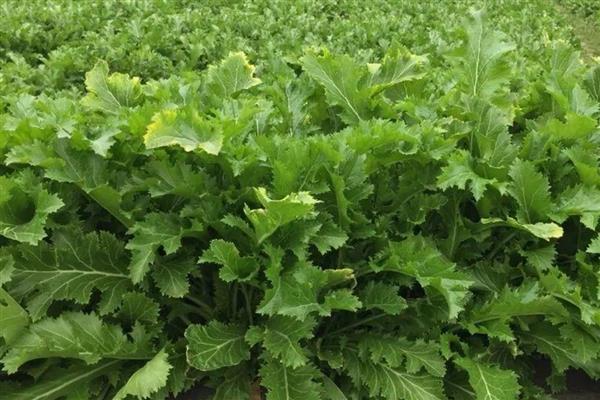 雪菜种植多少天可以成熟,取决于种植时间