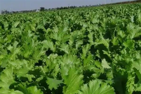 雪菜种植多少天可以成熟,取决于种植时间