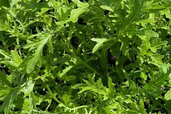 雪菜种植多少天可以成熟,取决于种植时间