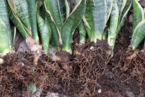 虎皮兰怎样分株繁殖，将生长过密的叶丛切割成若干丛