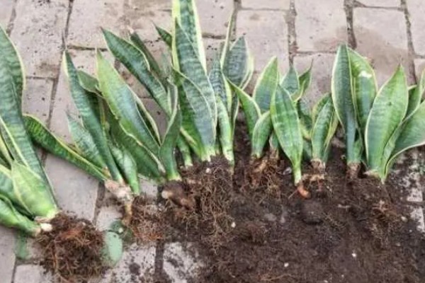 虎皮兰怎样分株繁殖，将生长过密的叶丛切割成若干丛