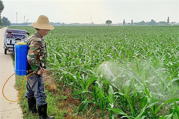 黑玉米怎么种植，拔节期、抽穗期等时期都要追肥