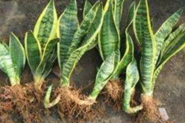 虎皮兰怎样分株繁殖，将生长过密的叶丛切割成若干丛