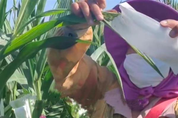 黑玉米怎么种植，拔节期、抽穗期等时期都要追肥