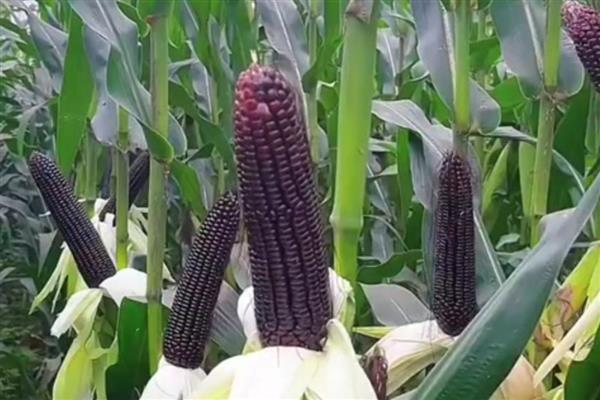 黑玉米怎么种植，拔节期、抽穗期等时期都要追肥