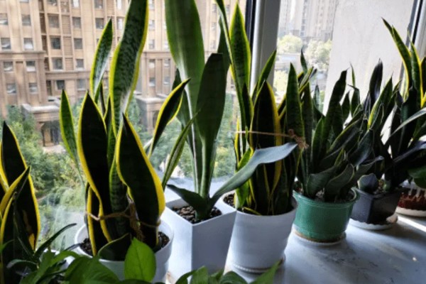 虎皮兰怎样分株繁殖，将生长过密的叶丛切割成若干丛