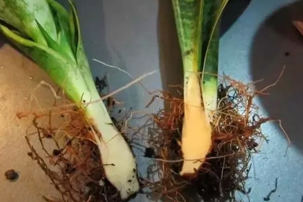 虎皮兰怎样分株繁殖，将生长过密的叶丛切割成若干丛