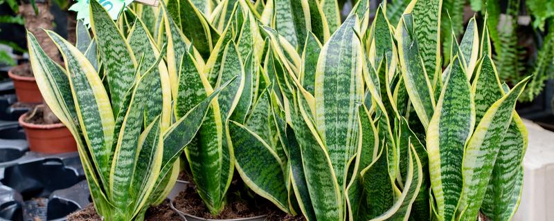 怎么养金边虎皮兰，每隔1-2天浇水一次