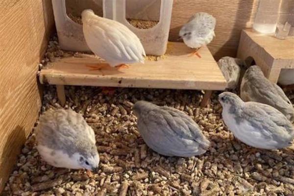 芦丁鸡是不是每天都下一个蛋，雏鸡饲养50天以后每天均可产蛋