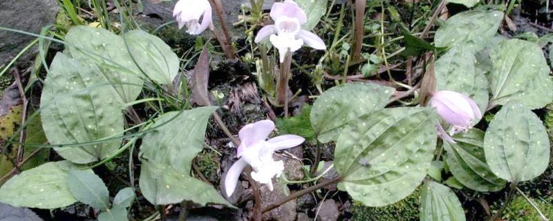 独花兰和一叶兰有哪些区别，科属、叶片等方面都不同