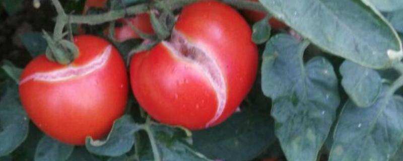 西红柿种植裂果原因，主要原因是水分失调