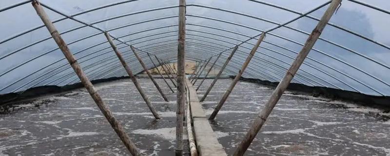 怎么在大棚内养虾，每隔3天换一次水