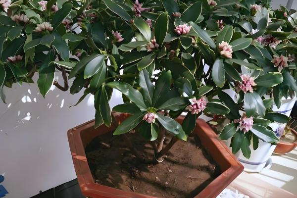 金边瑞香如何浇水，不同季节的浇水方法不同