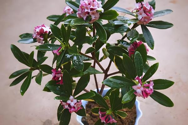 金边瑞香如何浇水，不同季节的浇水方法不同