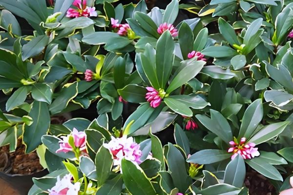 金边瑞香如何浇水，不同季节的浇水方法不同