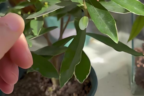 金边瑞香如何浇水，不同季节的浇水方法不同