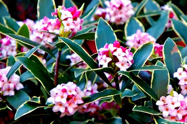 金边瑞香如何浇水，不同季节的浇水方法不同