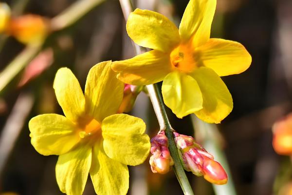 春天盛开的花,常见的有迎春花、海棠花等