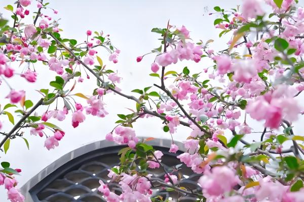 春天盛开的花,常见的有迎春花、海棠花等