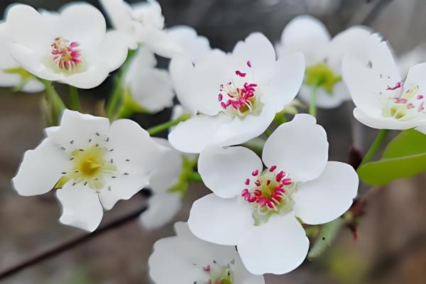 春天盛开的花,常见的有迎春花、海棠花等