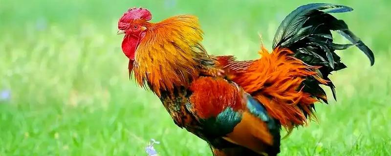 公鸡的外形特点，其体型高大且头有火红的鸡冠
