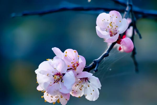 春天盛开的花,常见的有迎春花、海棠花等