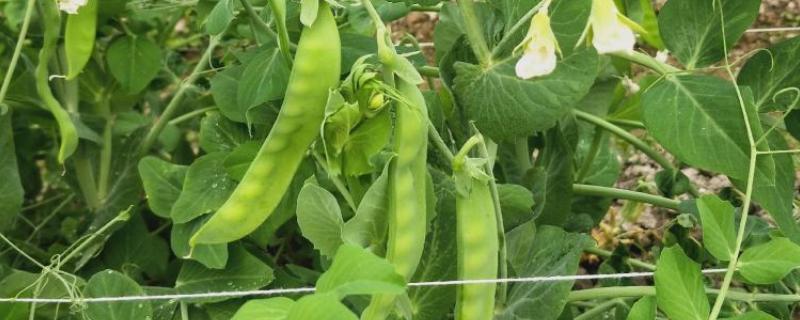 荷兰豆的生长习性，生长适温12-20℃