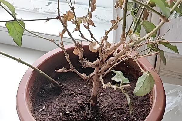 春天盛开的花,常见的有迎春花、海棠花等