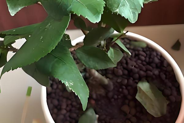 春天盛开的花,常见的有迎春花、海棠花等