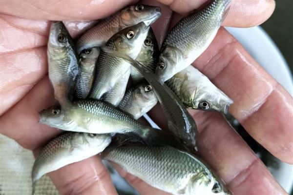 稻花鱼怎么养，在5月下旬左右放养