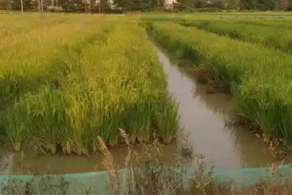 稻花鱼怎么养，在5月下旬左右放养